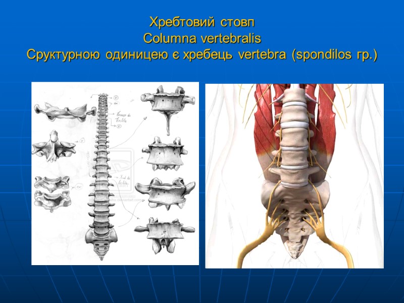 Хребтовий стовп Columna vertebralis Сруктурною одиницею є хребець vertebra (spondilos гр.)
